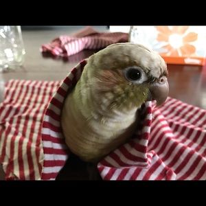 Meet your Posher, Janet